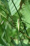 Tettigonia viridissima