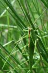 Tettigonia viridissima