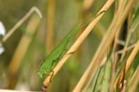 Phaneroptera falcata