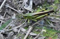 Stethophyma grossum