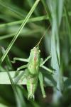 Tettigonia viridissima