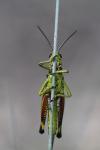 Stethophyma grossum