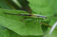 Conocephalus fuscus