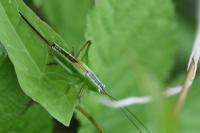 Conocephalus fuscus