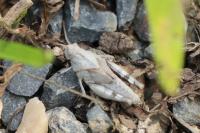 Oedipoda caerulescens