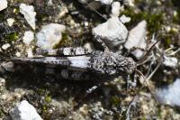 Oedipoda caerulescens