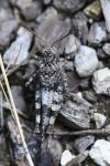 Oedipoda caerulescens