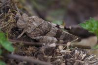 Oedipoda caerulescens