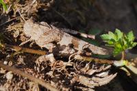 Oedipoda caerulescens