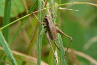 Pholidoptera griseoaptera