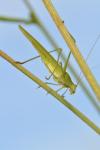Phaneroptera falcata