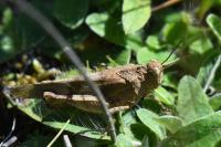 Oedipoda caerulescens