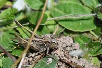 Tessellana tessellata