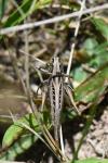 Tessellana tessellata