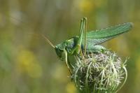 Tettigonia viridissima