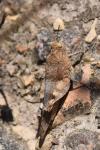Oedipoda caerulescens