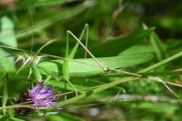 Ruspolia nitidula