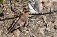 Oedipoda caerulescens