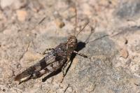 Oedipoda caerulescens
