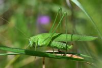 Phaneroptera falcata