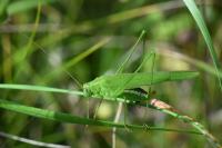 Phaneroptera falcata
