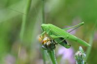 Phaneroptera falcata