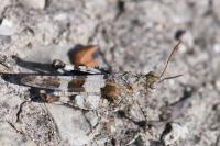 Oedipoda caerulescens