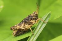 Tetrix undulata