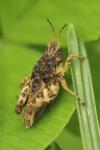 Tetrix undulata