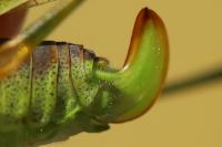 Phaneroptera falcata