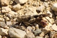 Oedipoda caerulescens