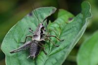 Pholidoptera griseoaptera