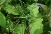 Tettigonia viridissima