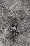 Oedipoda caerulescens