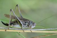 Platycleis albopunctata