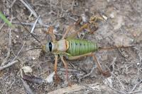 Ephippiger diurnus