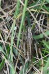 Platycleis albopunctata