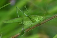 Phaneroptera falcata