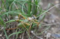 Ephippiger diurnus