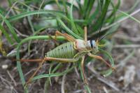 Ephippiger diurnus