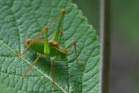 Leptophyes punctatissima