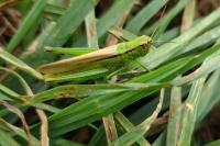 Mecostethus parapleurus