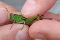 Aiolopus thalassinus