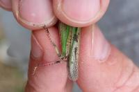 Aiolopus thalassinus