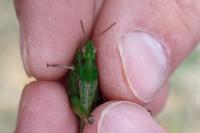 Aiolopus thalassinus