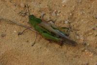 Aiolopus thalassinus