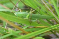 Ruspolia nitidula