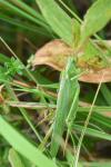 Tettigonia viridissima