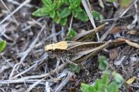 Platycleis albopunctata