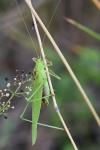 Phaneroptera falcata